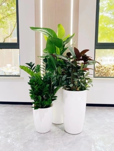 余姚绿化养护价格实惠